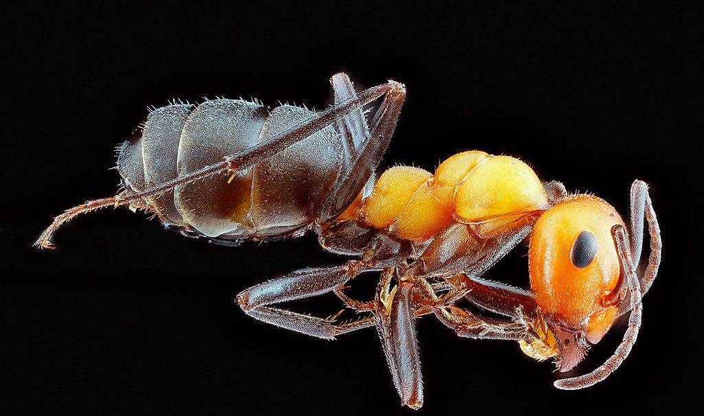 Ant Control service in Salina, KS