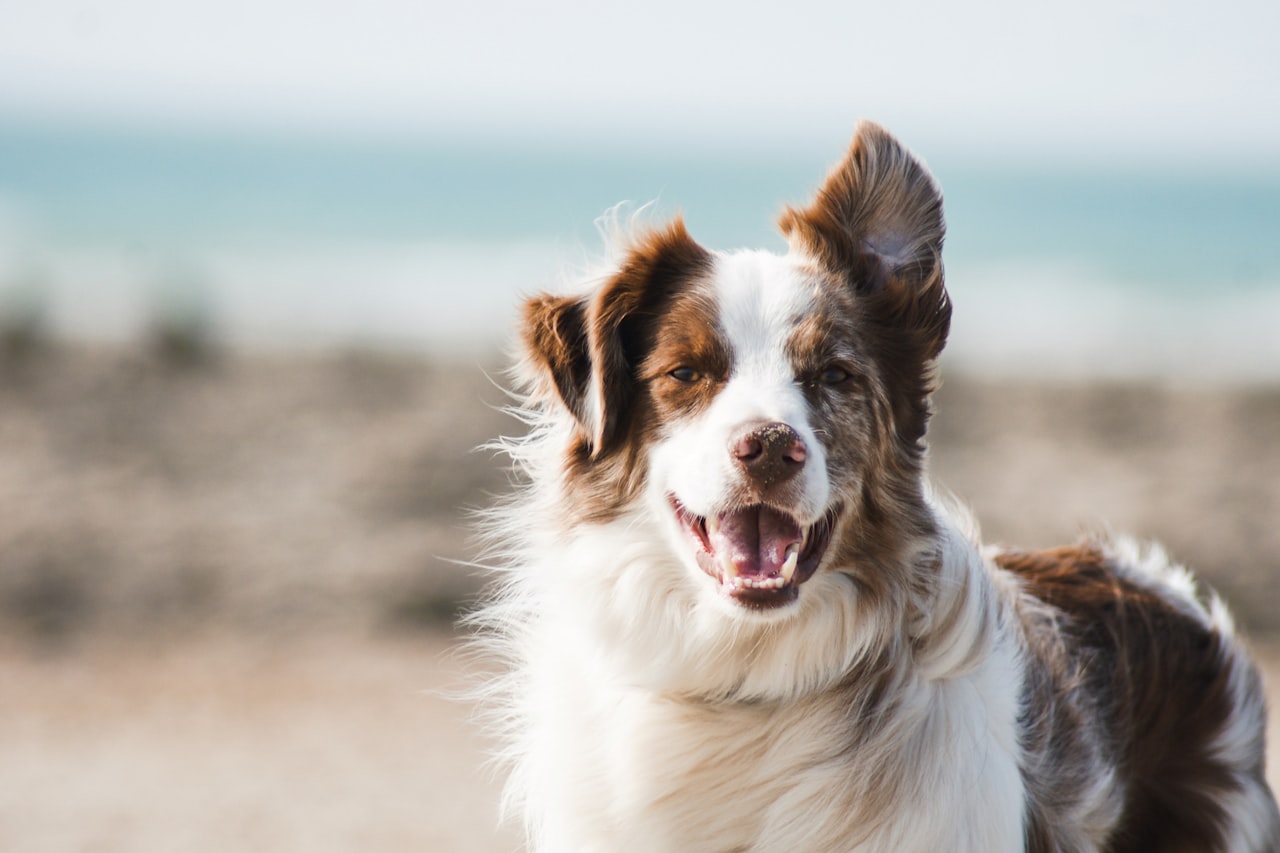 Flea & Tick Control service in Salina, KS