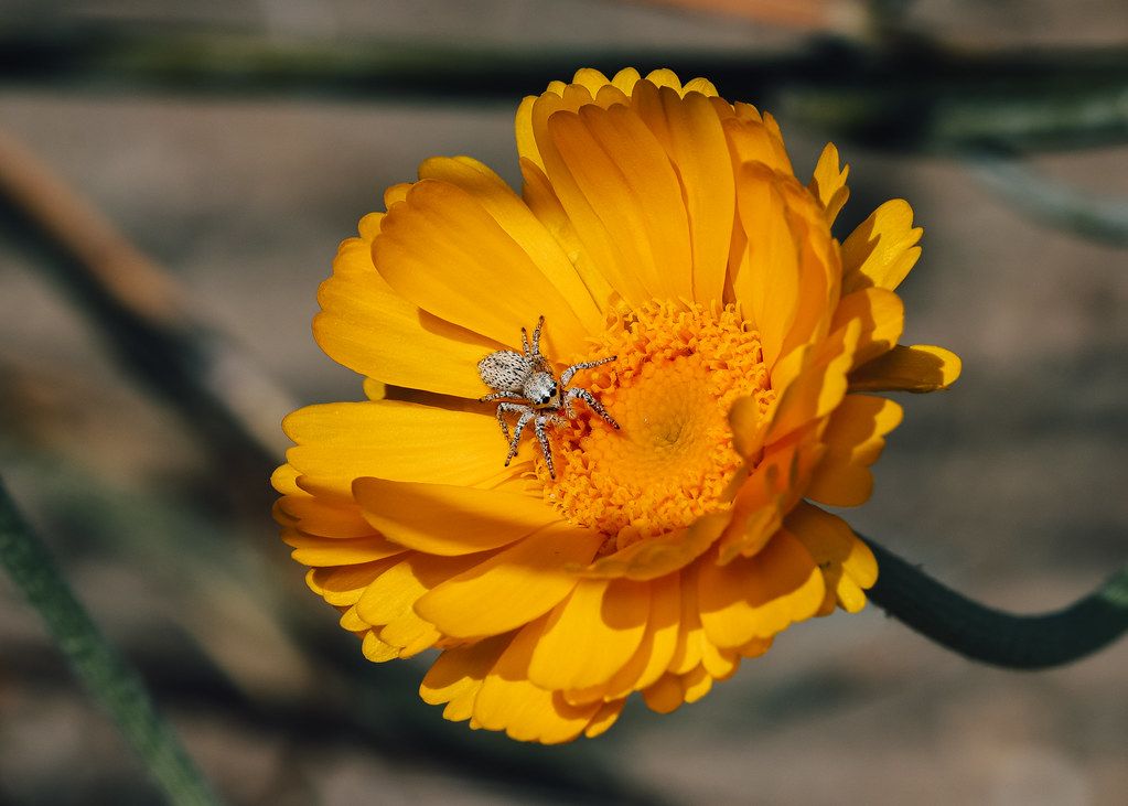 Spider Control service in Salina, KS